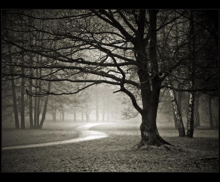 Winter-trees-without-leaves