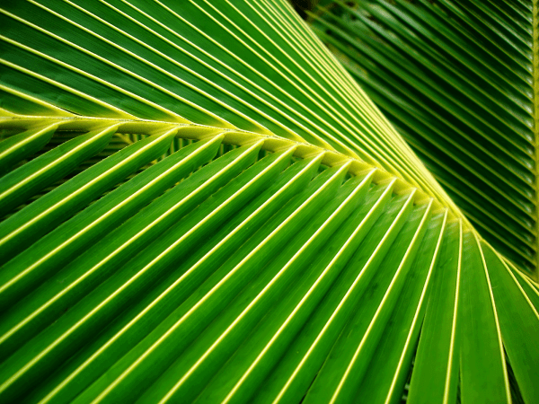 Big Green Palm Leaves WP tangledwing