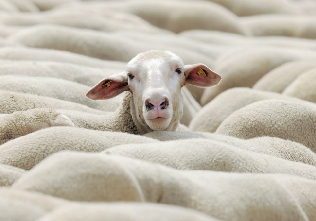 Germany Shepherds Championships