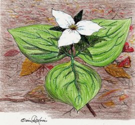 web1_0131_ROC_MorrisWhiteTrillium_t300