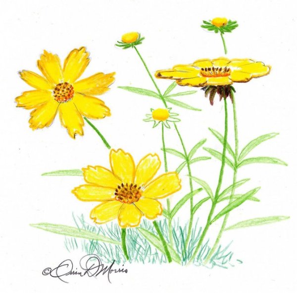 web1_0808_ROC_MorrisCoreopsis_t670 (1)