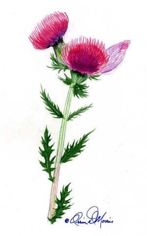 field thistle
