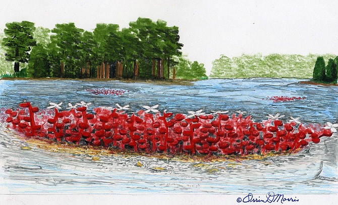 DIAMORPHA diamorpha smallii