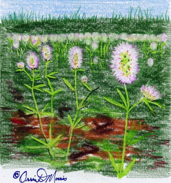 Rabbit's Foot Clover Trifolium arvense