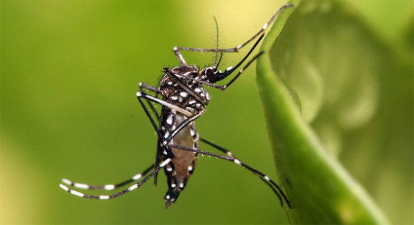 Aedes_mosquito