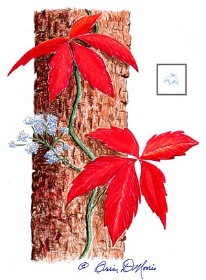 VIRGINIA CREEPER Parthenocissus Quinquefolia