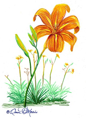 Wild Daylily HEMEROCALLIS FULVA