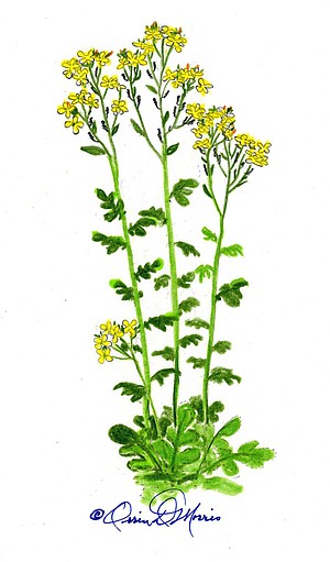 BLACK MUSTARD Brassica nigra