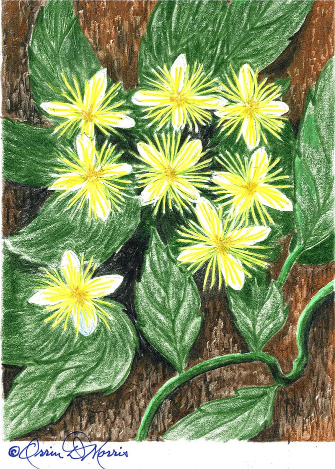 VIRGIN’S BOWER Clematis Virginiana 