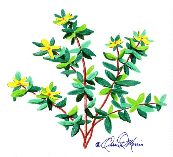 ST. ANDREW’S CROSS Hypericum hypericoides 