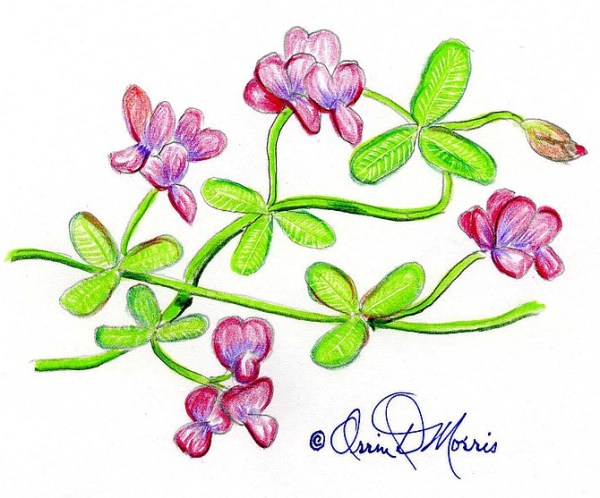 CREEPING BUSH CLOVER Lespedeza repens 