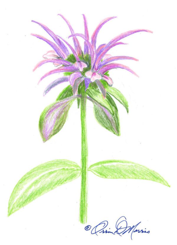 WILD BERGAMOT Monarda fistulosa
