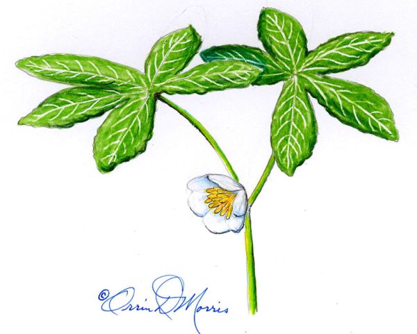 MAYAPPLE Podophyllum peltatum 