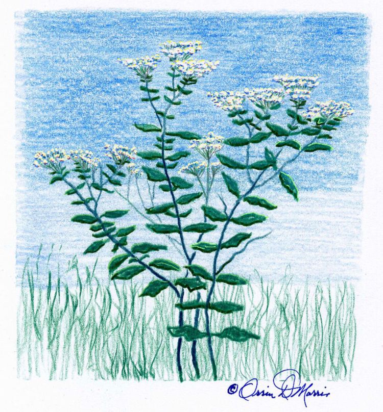 WHITE SNAKEROOT Eupatorium rugosum