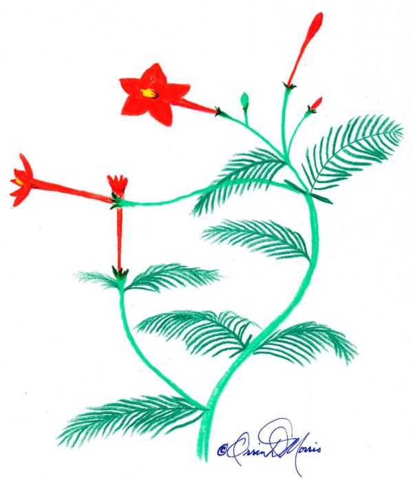 CYPRESS VINE Quamoclit pennata